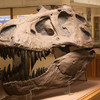 A Jurassic dinosaur skull is on display at the Orton Geological Museum. It is free to visit.