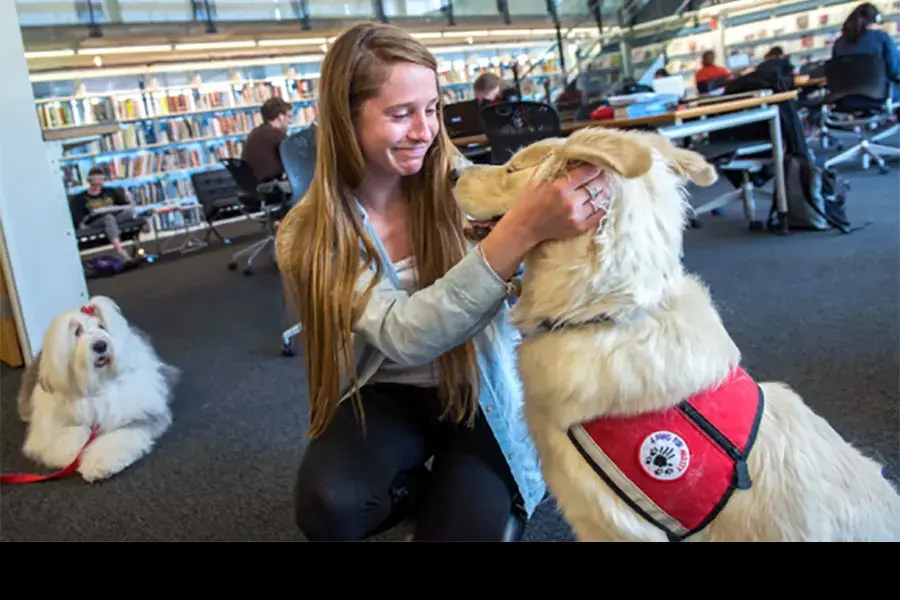 woman kneeling to pet a golden lab with an ohio state rest