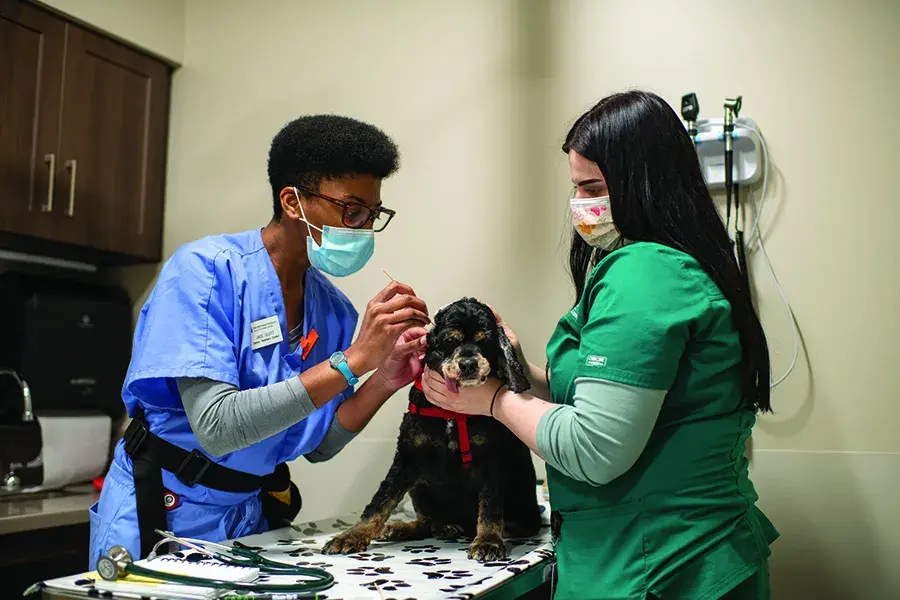 Veterinary Medicine staff members treat a dog