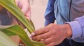 Feeding Africa