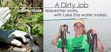 Ohio State researcher works with Lake Erie water snakes