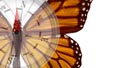 Mapping monarchs