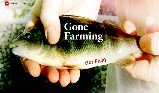 "Gone Farming (for Fish)"