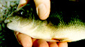 Gone Farming (for Fish)