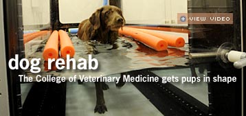 The College of Veterinary Medicine gets pups in shape