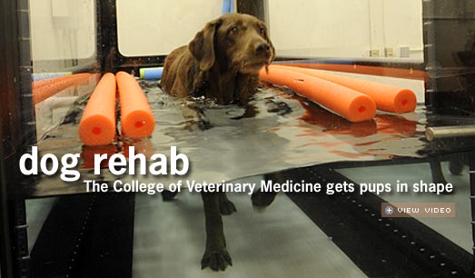 "Dog Rehab"