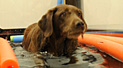 Dog Rehab