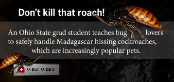 Ohio State studies Madagascar hissing cockroaches and allergies.