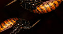 Don't kill that roach!