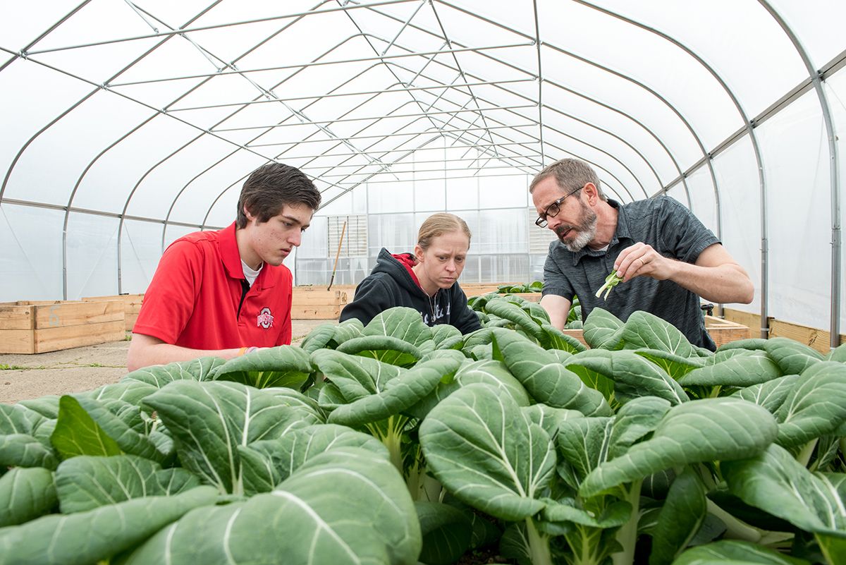 A researcher and two students examine plants in a greenhouse