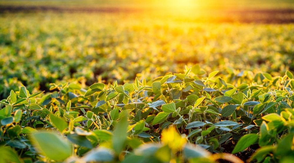 A drought-stricken field