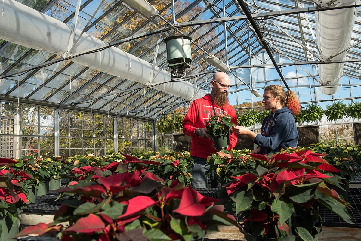 A student and a faculty member work on plants in a greenhouse on the Wooster campus
