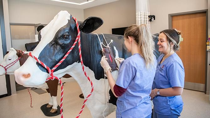 Veterinary students and faculty work with simulated tasks and models of animals in the clinical skills lab