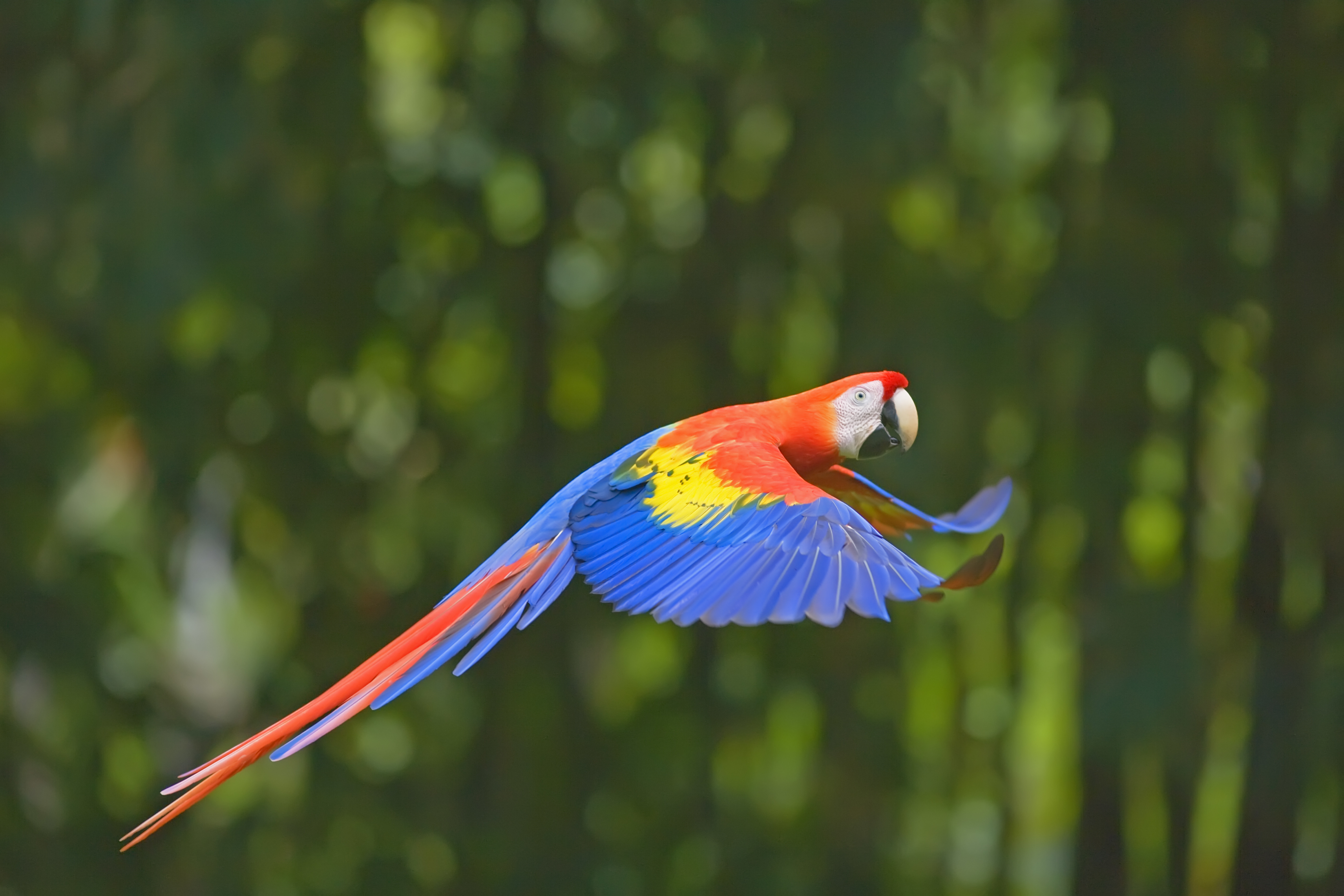 macaw flying through jungle