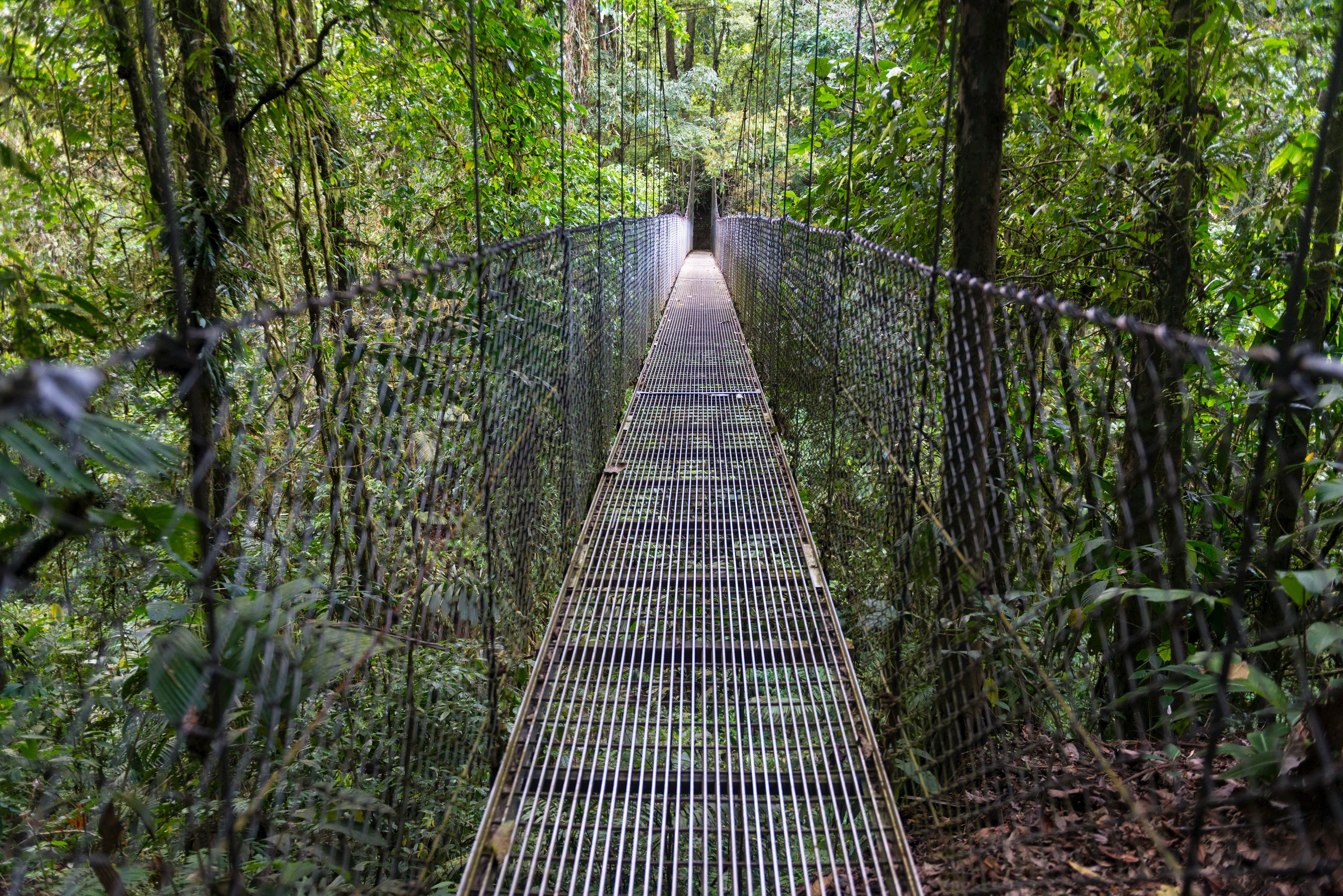 rope bridge in jungle