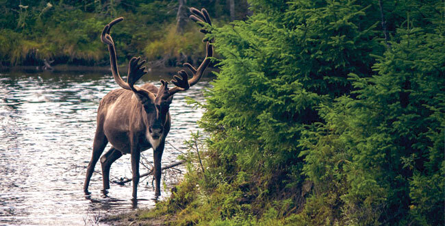 Caribou wildlife