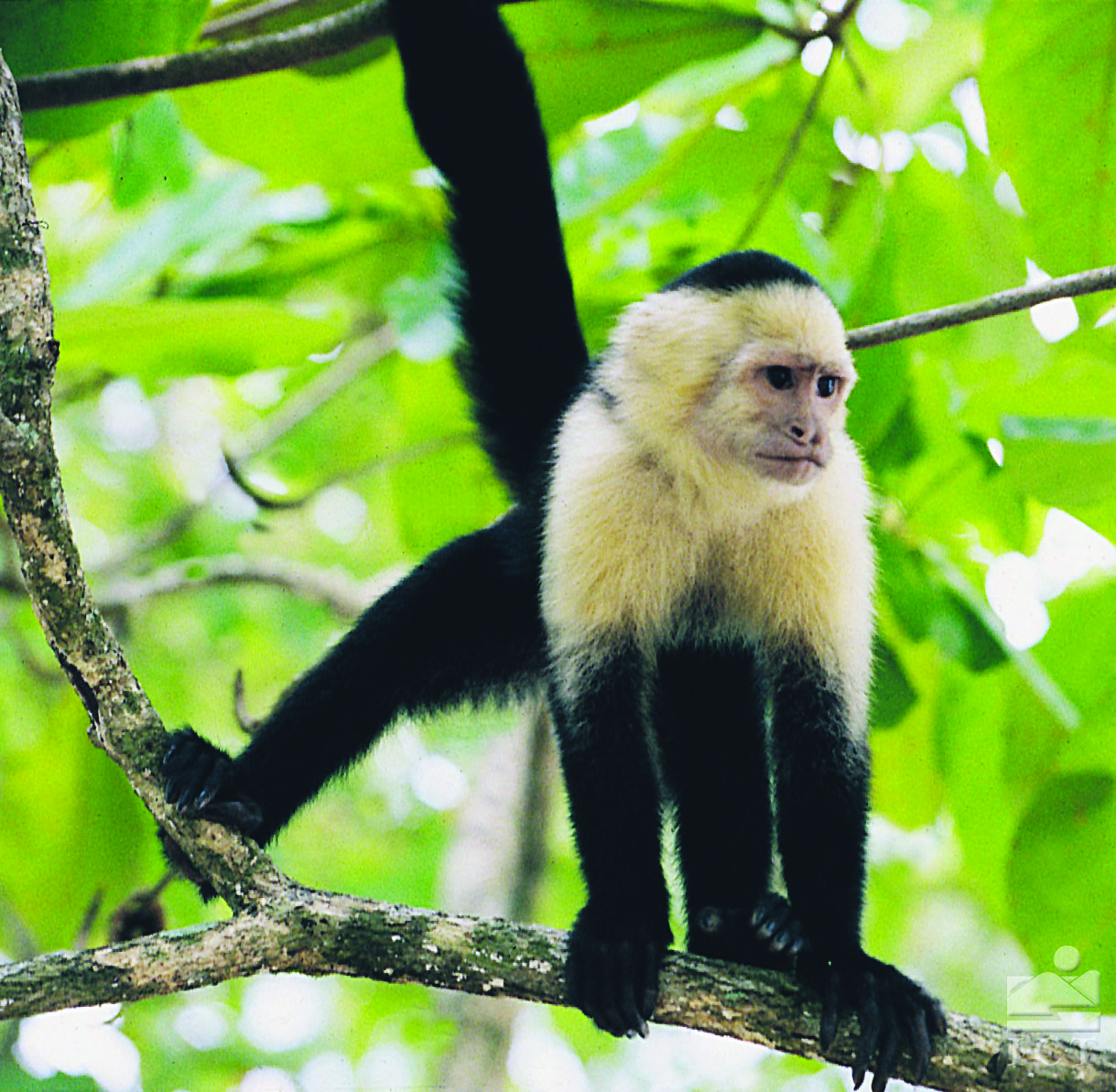 Capucin Monkey in tree