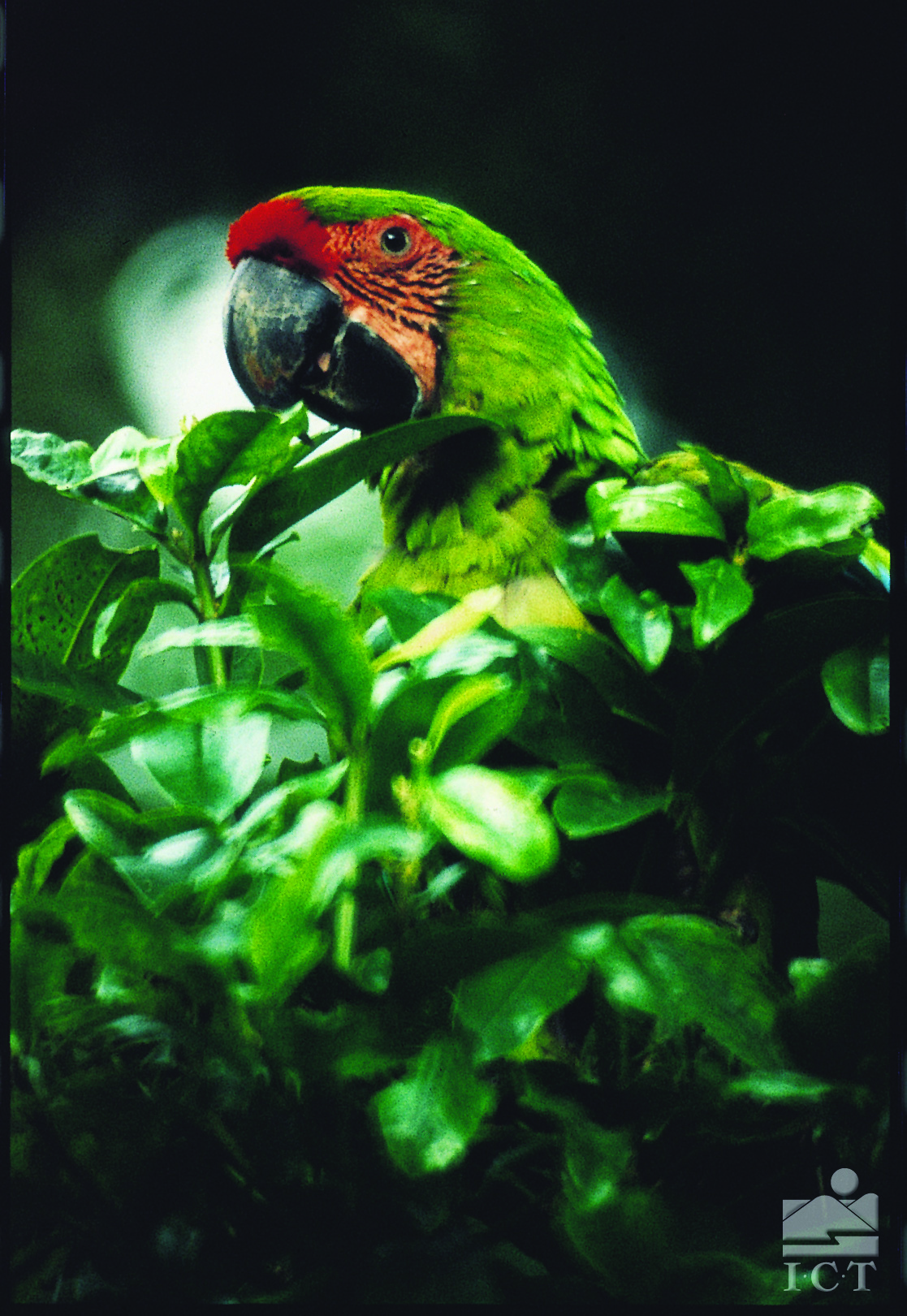 Green Parrot