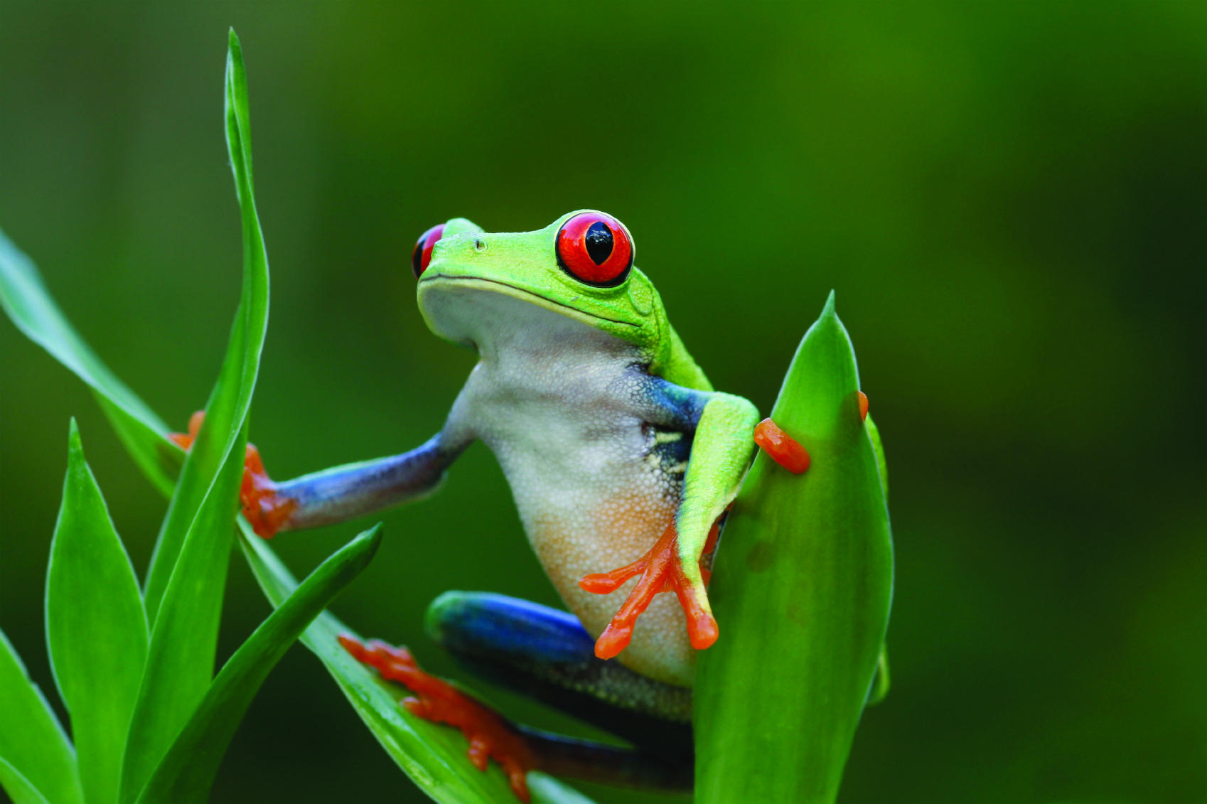 Costa Rica Tree Frog