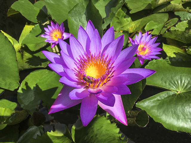 Nymphaea Tina Tropical Water Lily