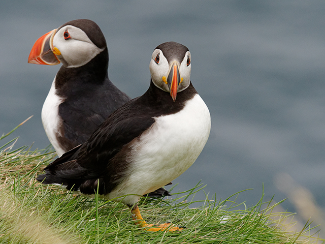 two puffins on Heimayy islands