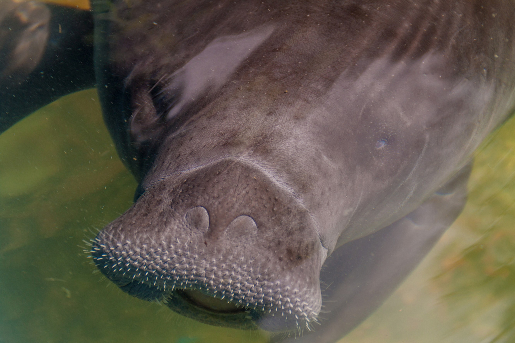 Manatee Rescue Center