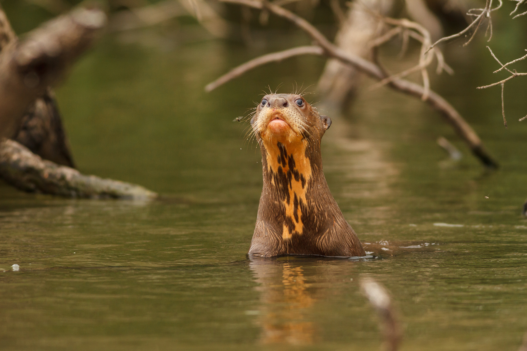 River Otter in Pacaya Samiria National Reserve