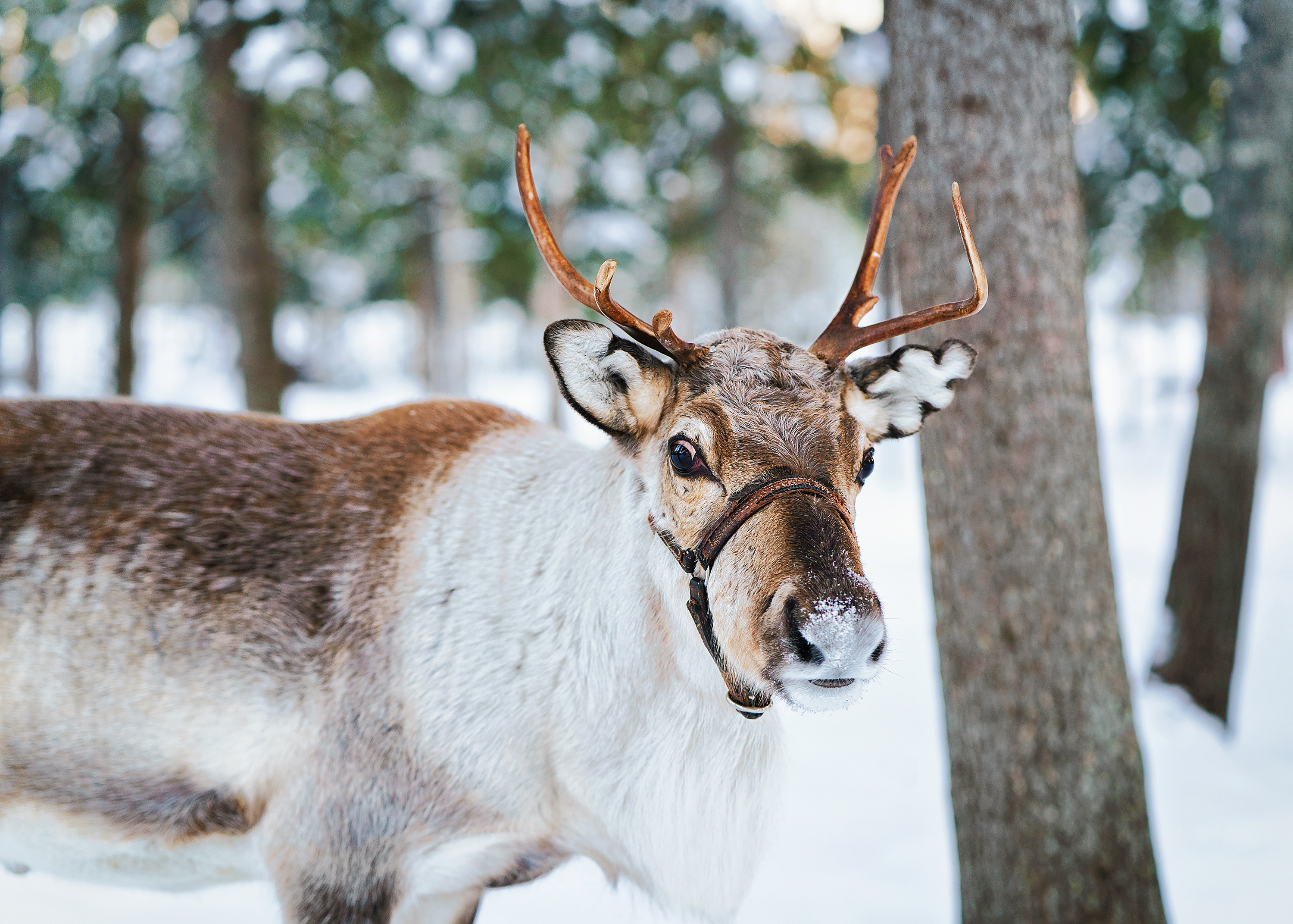 a Finnish Reindeer 