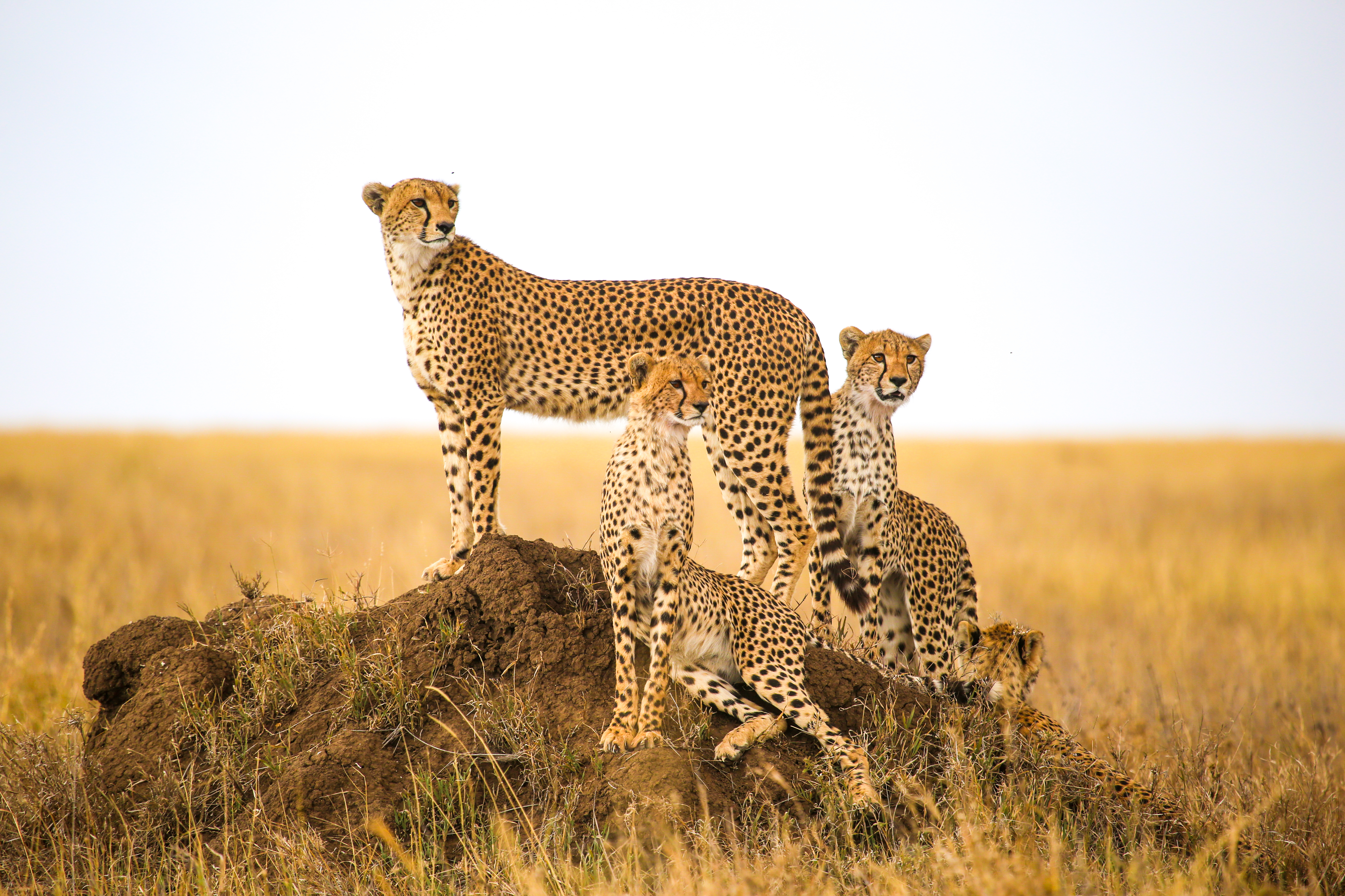 A group of cheetahs in the Serengeti