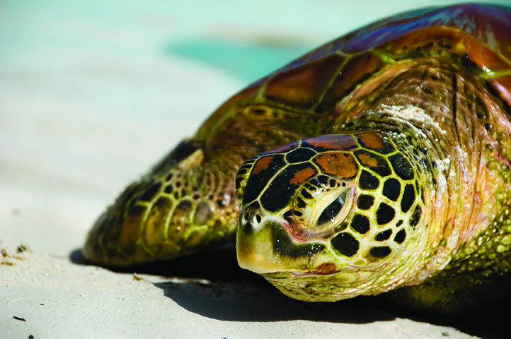 sea turtle on the beach