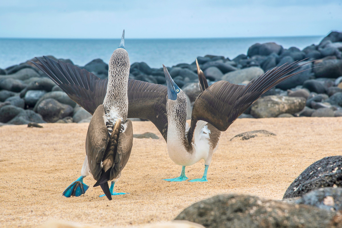 blue footed boobie