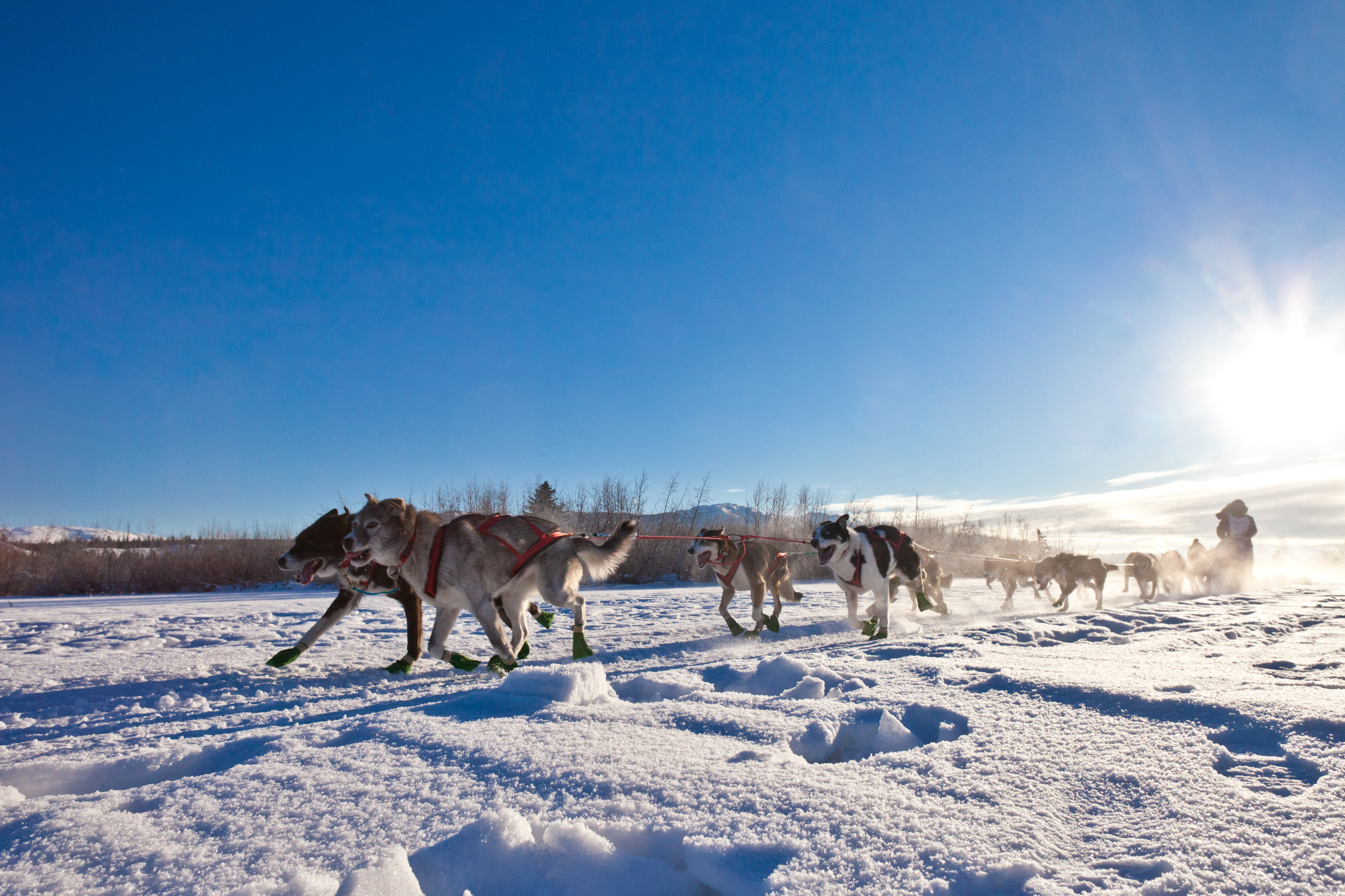 dogs pulling sled in the snow