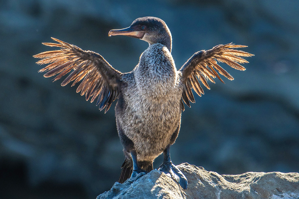 flightless cormorant