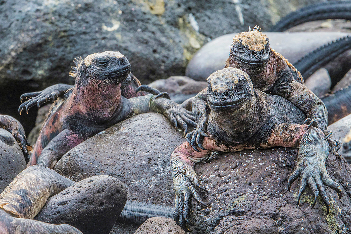 marine iguana