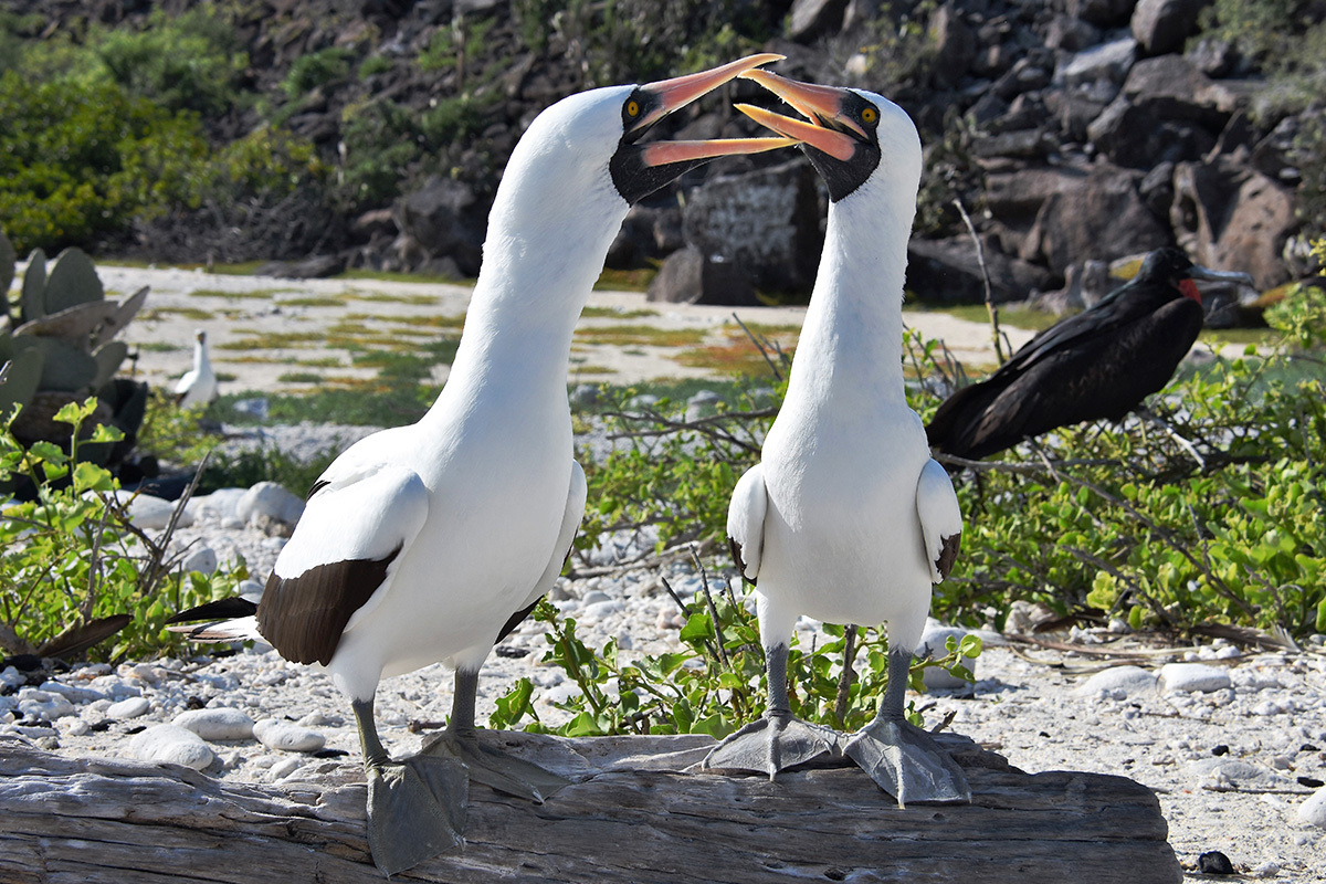 nazca boobie