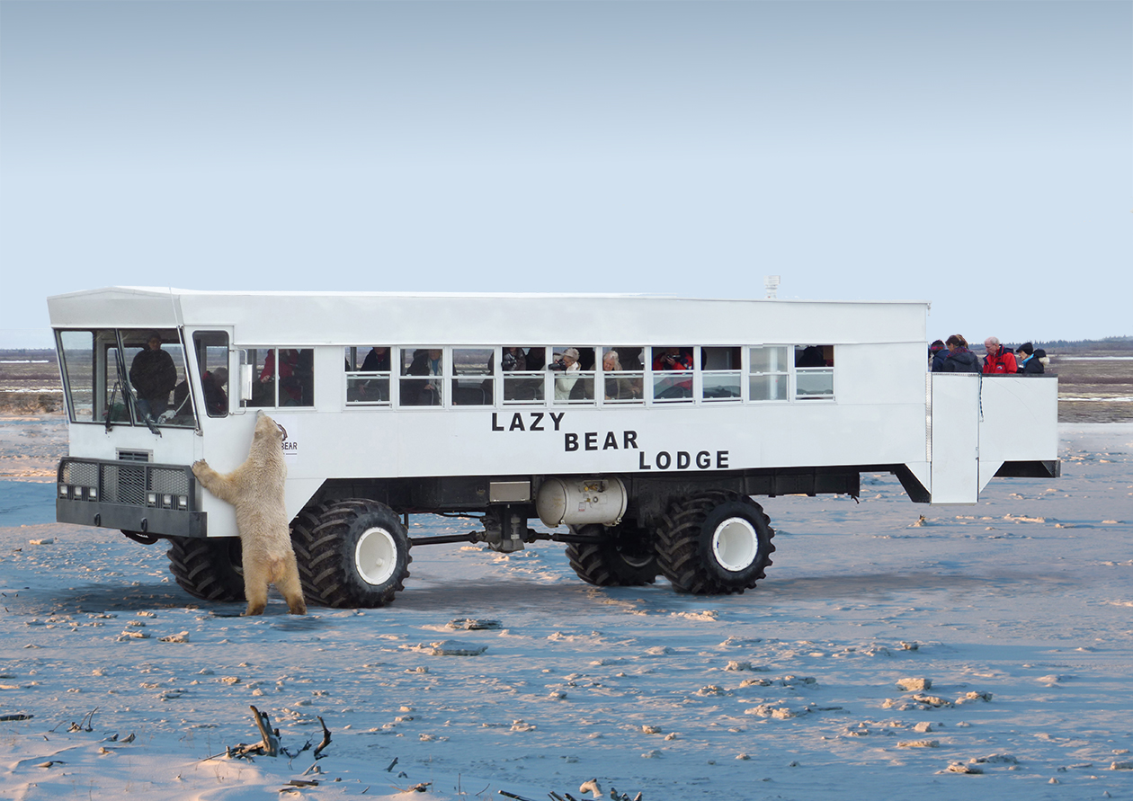 polar bear looking into tour bus