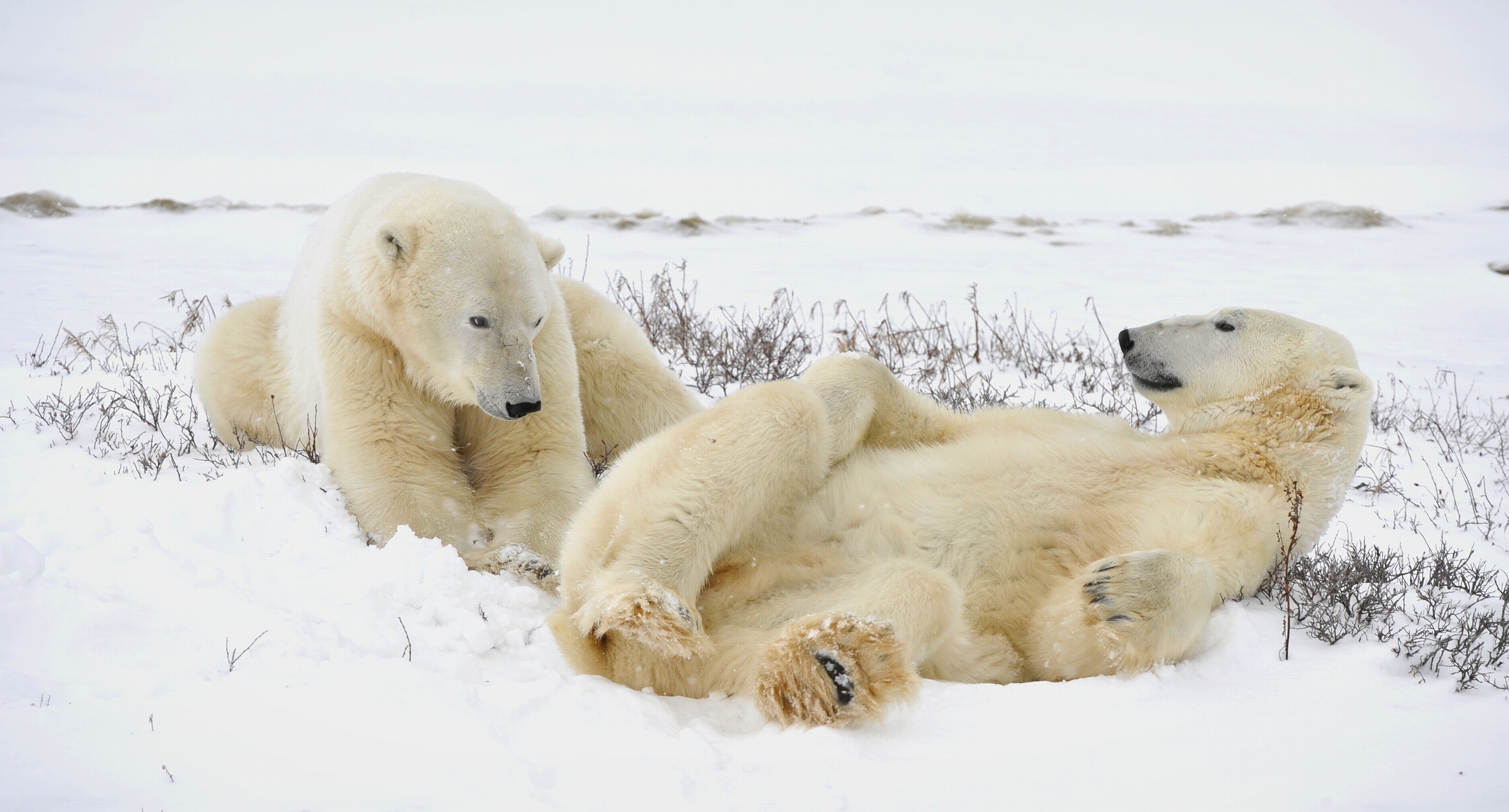 two polar bears