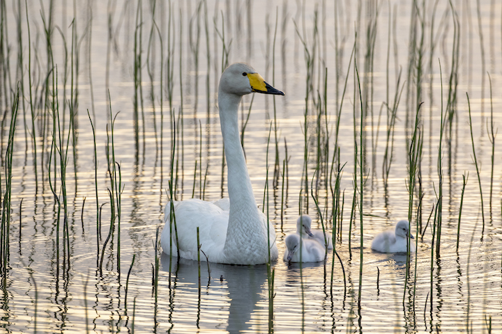 Finland National bird