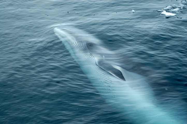 Greenland Minke Whale