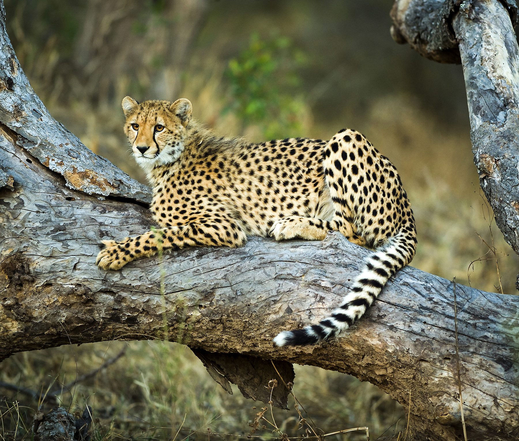 Leopard in a tree