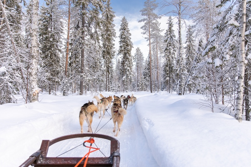 Dog Sledding through snow-covered trees and trails
