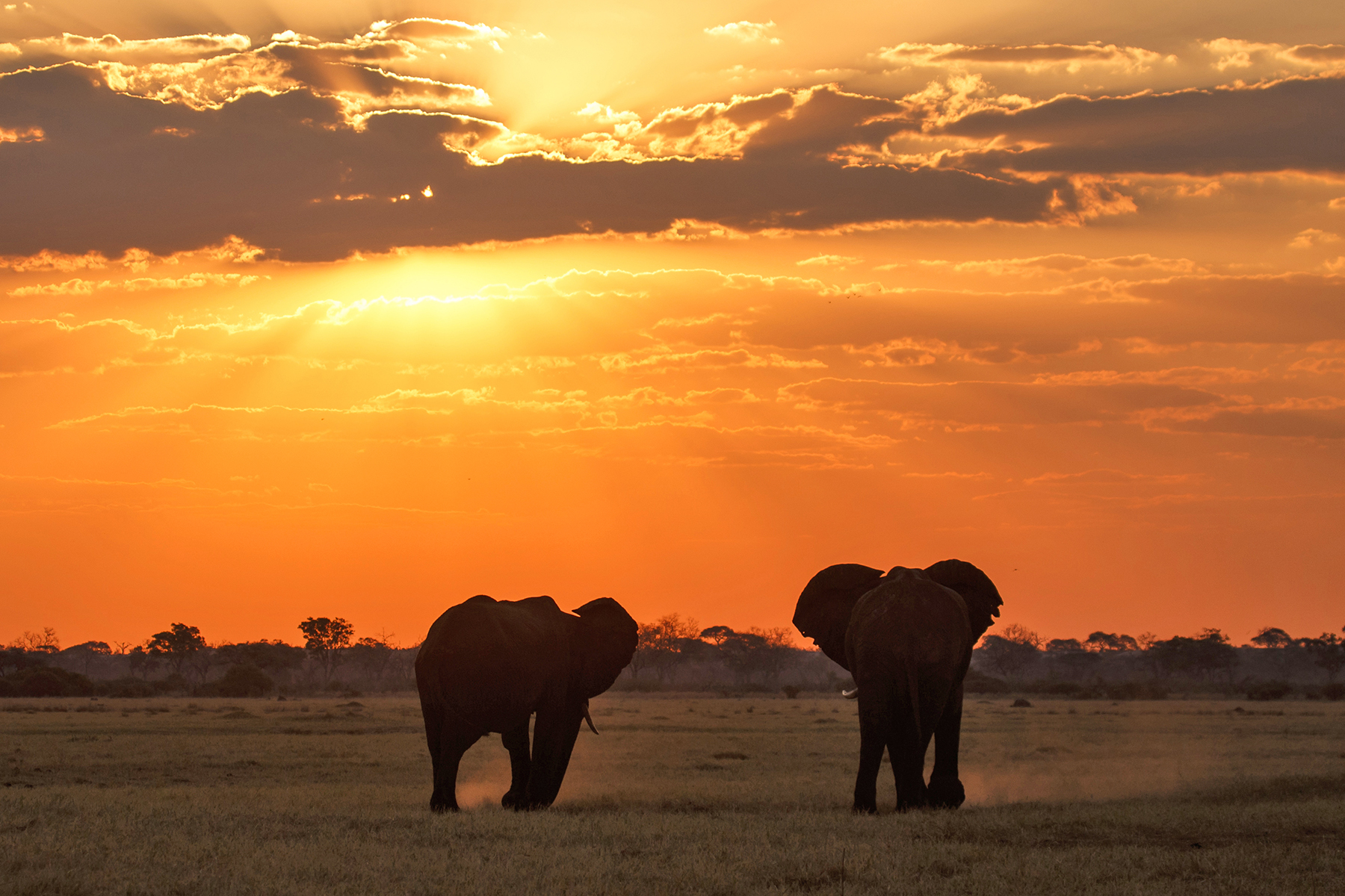 Elephants with a sunset in the background