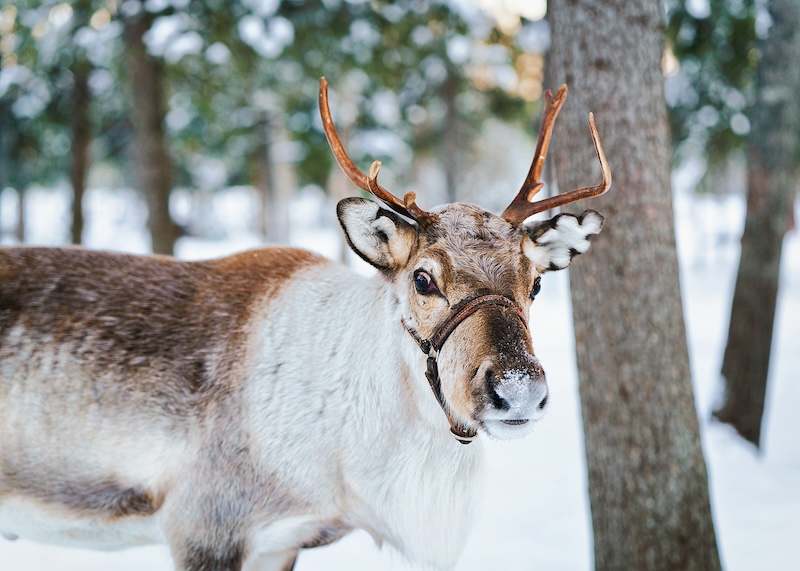 Finnish Reindeer