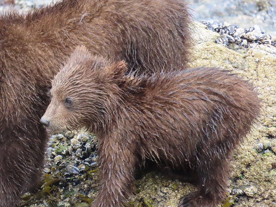 Baby brown bear