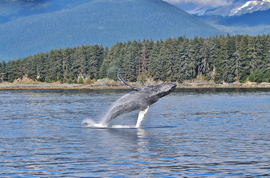 Whale jumping