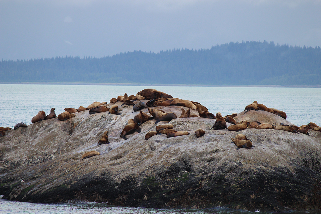 Animals sunbathing by the Alaskan waters