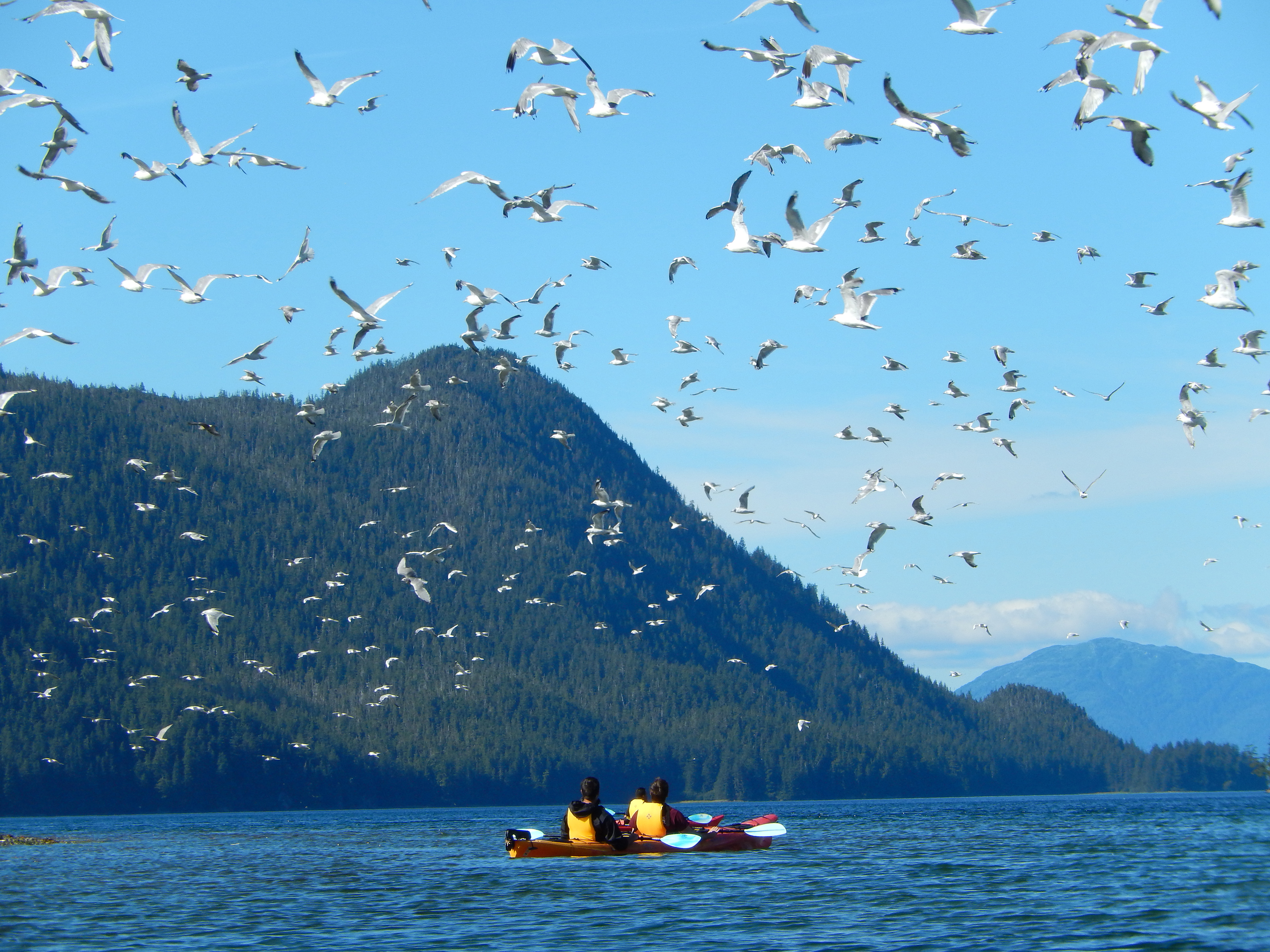 Birds flying over kayakers 
