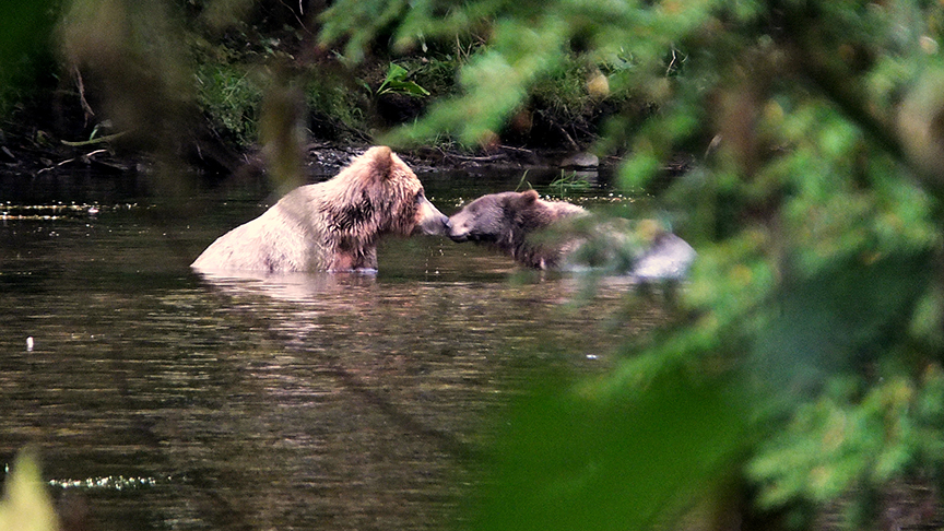 Animal in the water