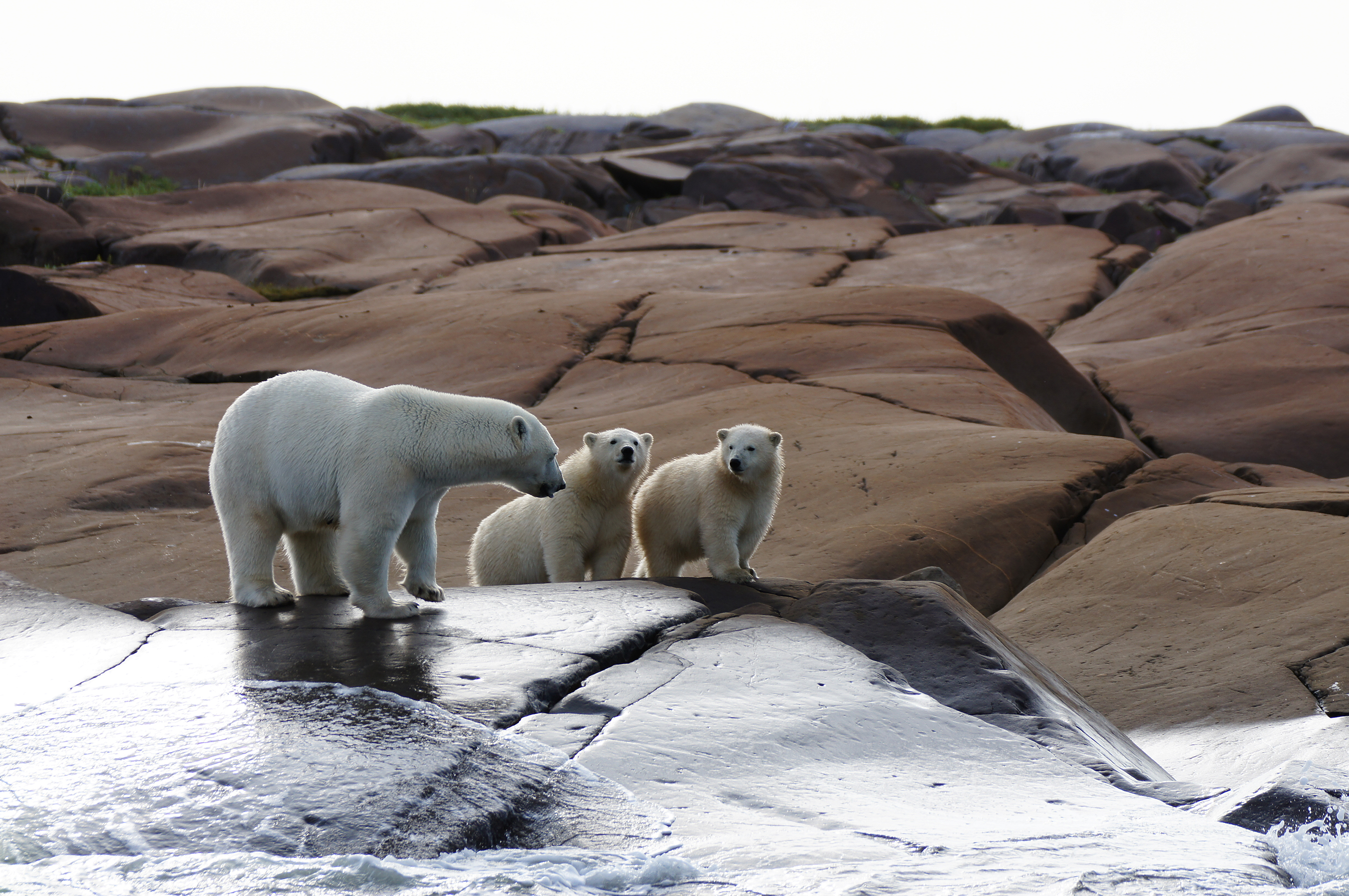 Bear Mom and Cubs