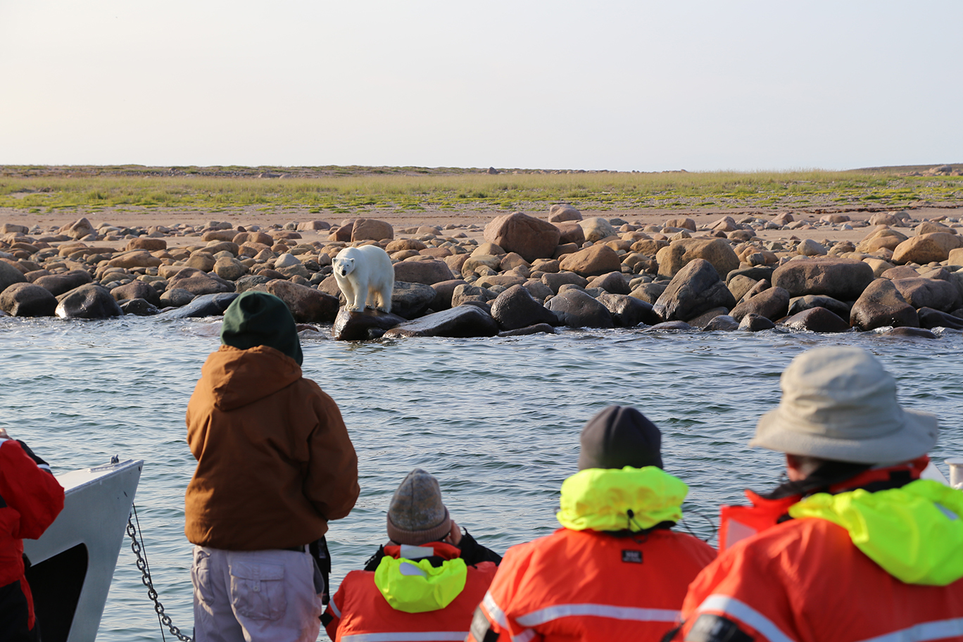 Bear on Shore